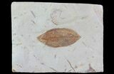 Detailed Fossil Leaf (Cornus) - Montana #68332-1